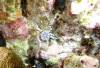 105 - Dive8-4N Small World