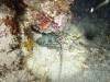 124 - Dive8-4N Small World