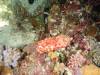 148 - Dive8-4N Small World