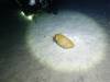 204 - Dive8-4N Small World