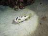 257 - Dive8-4N Small World
