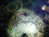 285 - Dive8-4N Small World