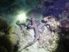 287 - Dive8-4N Small World