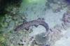 288 - Dive8-4N Small World