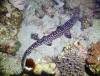 292 - Dive8-4N Small World