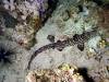 296 - Dive8-4N Small World