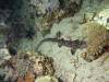 300 - Dive8-4N Small World