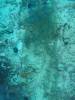 101 - DiveA-1 Angel Reef
