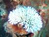 103 - DiveA-1 Angel Reef