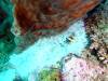 106 - DiveA-1 Angel Reef