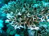107 - DiveA-1 Angel Reef