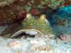 109 - DiveA-1 Angel Reef