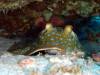 110 - DiveA-1 Angel Reef