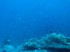 111 - DiveA-1 Angel Reef