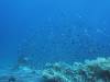 112 - DiveA-1 Angel Reef