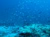 113 - DiveA-1 Angel Reef