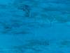 115 - DiveA-1 Angel Reef
