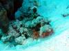 117 - DiveA-1 Angel Reef