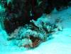 118 - DiveA-1 Angel Reef