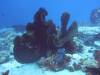 119 - DiveA-1 Angel Reef