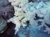 120 - DiveA-1 Angel Reef