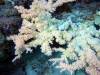121 - DiveA-1 Angel Reef