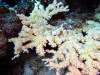 122 - DiveA-1 Angel Reef