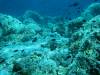 123 - DiveA-1 Angel Reef