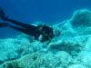 125 - DiveA-1 Angel Reef