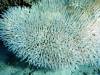 127 - DiveA-1 Angel Reef
