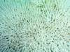 128 - DiveA-1 Angel Reef
