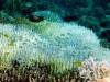 129 - DiveA-1 Angel Reef