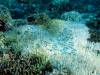 132 - DiveA-1 Angel Reef