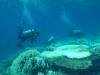 134 - DiveA-1 Angel Reef