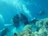 135 - DiveA-1 Angel Reef