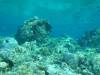 136 - DiveA-1 Angel Reef