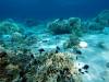 137 - DiveA-1 Angel Reef