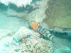 101 - 20171023 Hamilton Island Whitsundays GBR Platform Dive1
