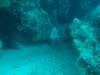 102 - 20171023 Hamilton Island Whitsundays GBR Platform Dive1