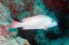 103 - 20171023 Hamilton Island Whitsundays GBR Platform Dive1