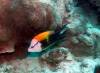 105 - 20171023 Hamilton Island Whitsundays GBR Platform Dive1