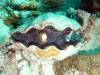 106 - 20171023 Hamilton Island Whitsundays GBR Platform Dive1