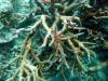 107 - 20171023 Hamilton Island Whitsundays GBR Platform Dive1