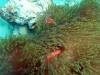 109 - 20171023 Hamilton Island Whitsundays GBR Platform Dive1