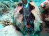 111 - 20171023 Hamilton Island Whitsundays GBR Platform Dive1