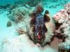 112 - 20171023 Hamilton Island Whitsundays GBR Platform Dive1