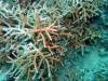 113 - 20171023 Hamilton Island Whitsundays GBR Platform Dive1
