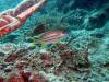 114 - 20171023 Hamilton Island Whitsundays GBR Platform Dive1