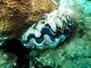 115 - 20171023 Hamilton Island Whitsundays GBR Platform Dive1