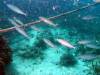 116 - 20171023 Hamilton Island Whitsundays GBR Platform Dive1